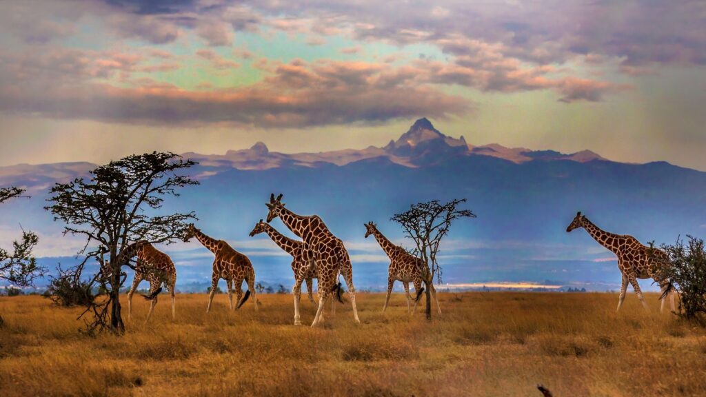 kenya landscape